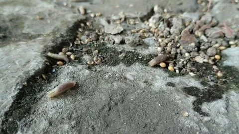 Maggots crawling on the ground Stock Footage 285590234