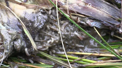 Maggots on dead salmon Stock Footage 27759793