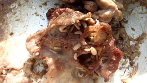 Maggots in decaying flesh Stock Footage 133023871
