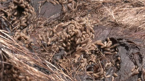 Maggots Decomposing Eating Swarming on Dead Javelina Carcass in Summer Stock Footage 332675727