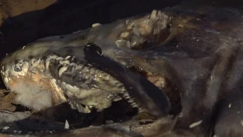 Maggots eat and swim through the head of a dead Salmon Stock Footage 325629297