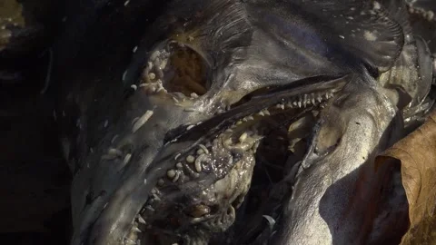 Maggots eat and swim through the head of a dead Salmon Stock Footage 325629784