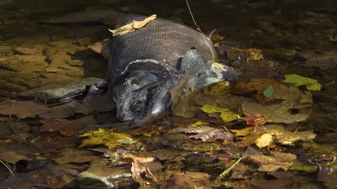 Maggots eat away at a dead Salmon after it spawn and died in a creek Stock Footage 325629575