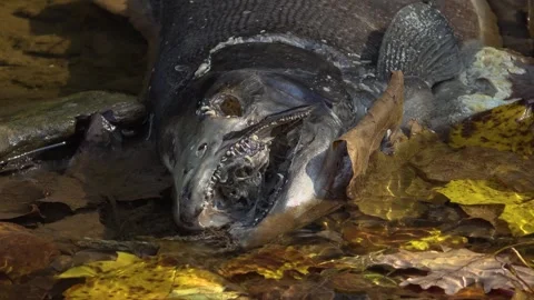 Maggots eat away at a dead Salmon after it spawn and died in a creek Stock Footage 325629587