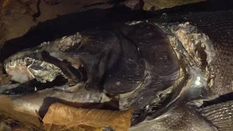 Maggots eat away at a dead Salmon on the shore of a creek Stock Footage 325629875