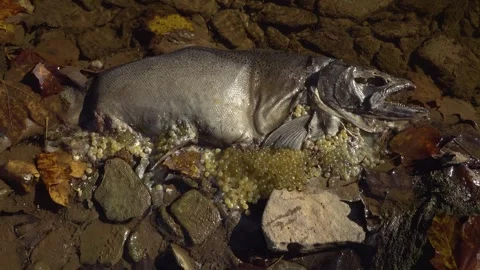 Maggots eat the eggs and a Salmon in a creek after spawning Stock Footage 325629429