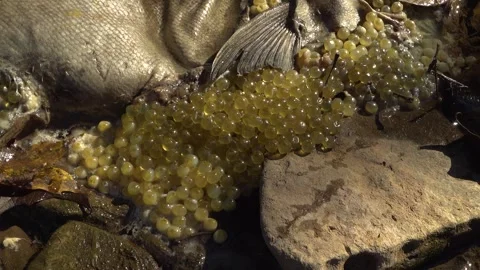 Maggots eat the eggs and a Salmon in a creek after spawning Stock Footage 325629862