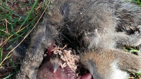 Maggots eating a dead squirrel Stock Footage 159562916