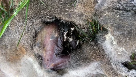 Maggots eating a dead squirrel Stock Footage 159562934