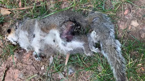 Maggots eating a dead squirrel Stock Footage 159562966