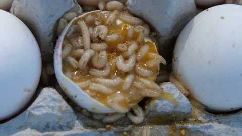 Maggots in an egg. Stock Footage 90758671
