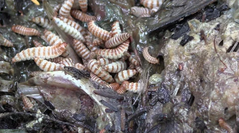 Maggots feasting Stock Footage 27770243