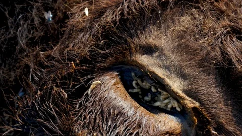 Maggots feed on bison eye socket with fl, Stock Video
