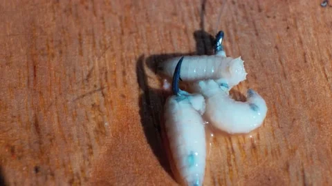 Maggots on a fishing hook Stock Footage 207724156
