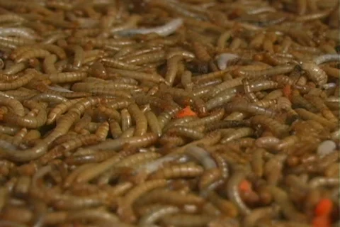 Maggots Stock Footage 125853