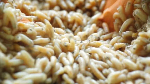 Maggots Stock Footage 24783582