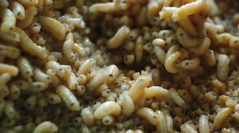 Maggots Stock Footage 24783624