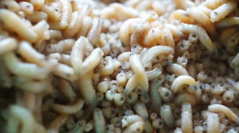 Maggots Stock Footage 24783712