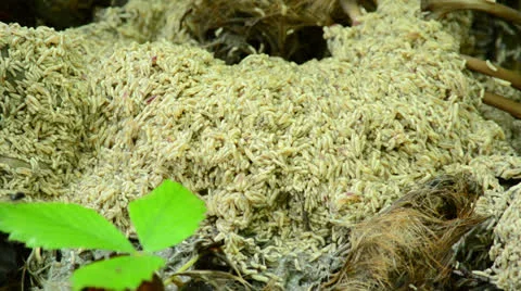 Maggots Stock Footage 24948290