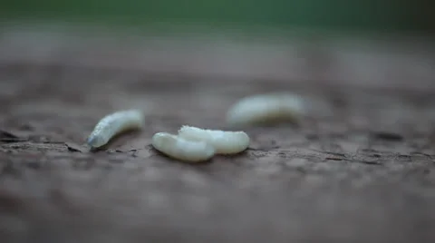 Maggots Stockbeeldmateriaal 34780952