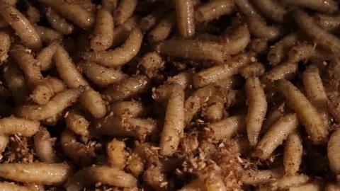 Maggots 動画素材 94827028