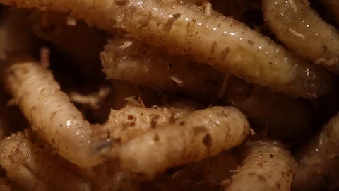 Maggots 動画素材 94827281