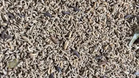Maggots Stock Footage 306714054