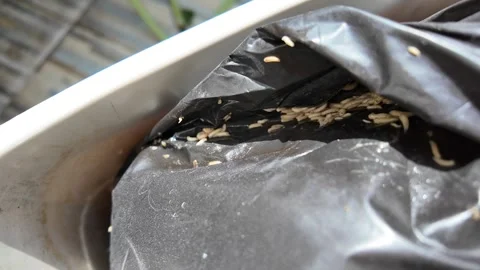 Maggots on garbage bags in trash can. Stockbeeldmateriaal 277783505