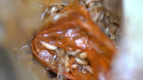 Maggots in garbage Stock Footage 71310141