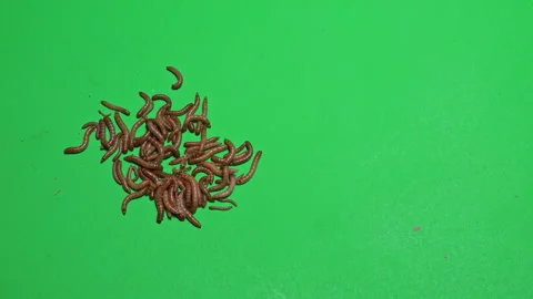 Maggots A on Green Screen Chroma Key Pt1 of 8 Vídeos de archivo 241427395