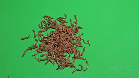 Maggots A on Green Screen Chroma Key Pt3 of 8 Vídeos de archivo 241429994