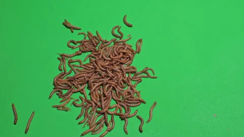 Maggots A on Green Screen Chroma Key Pt5 of 8 Vídeos de archivo 241434600