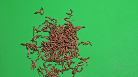 Maggots A on Green Screen Chroma Key Pt6 of 8 Vídeos de archivo 241435669