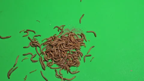 Maggots A on Green Screen Chroma Key Pt8 of 8 Stock Footage 241439006