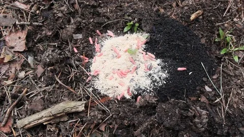 Maggots in the ground Stock Footage 120161568