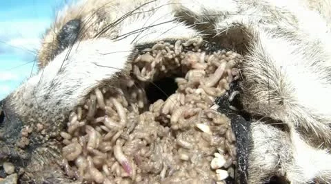 Maggots Inside Dead Coyote's Mouth 스톡 동영상 12594160