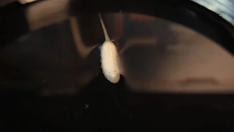 Maggots in isolated puddles Stock Footage 296604509