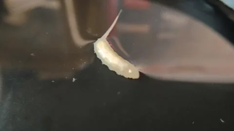 Maggots in isolated puddles Stock Footage 296604563