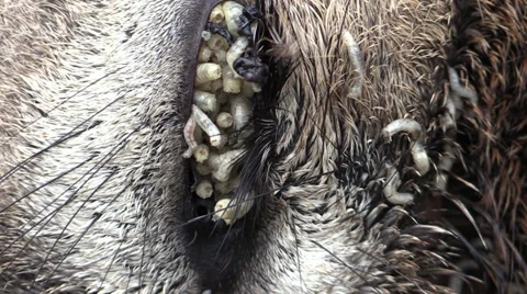 Maggots Larvae Eating Dead Rotting Deer Carcass Stock Footage 32225695