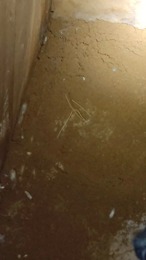 Maggots life Stock Footage 282787005