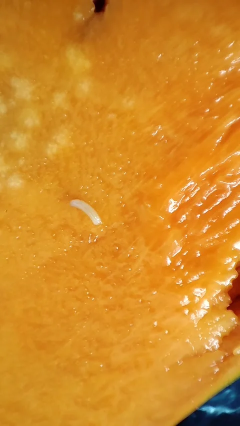 Maggots in a mango fruit Stock Footage 255001259