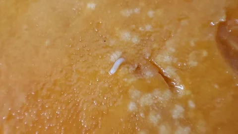 Maggots in a mango fruit that is rotten inside Stock Footage 255001294