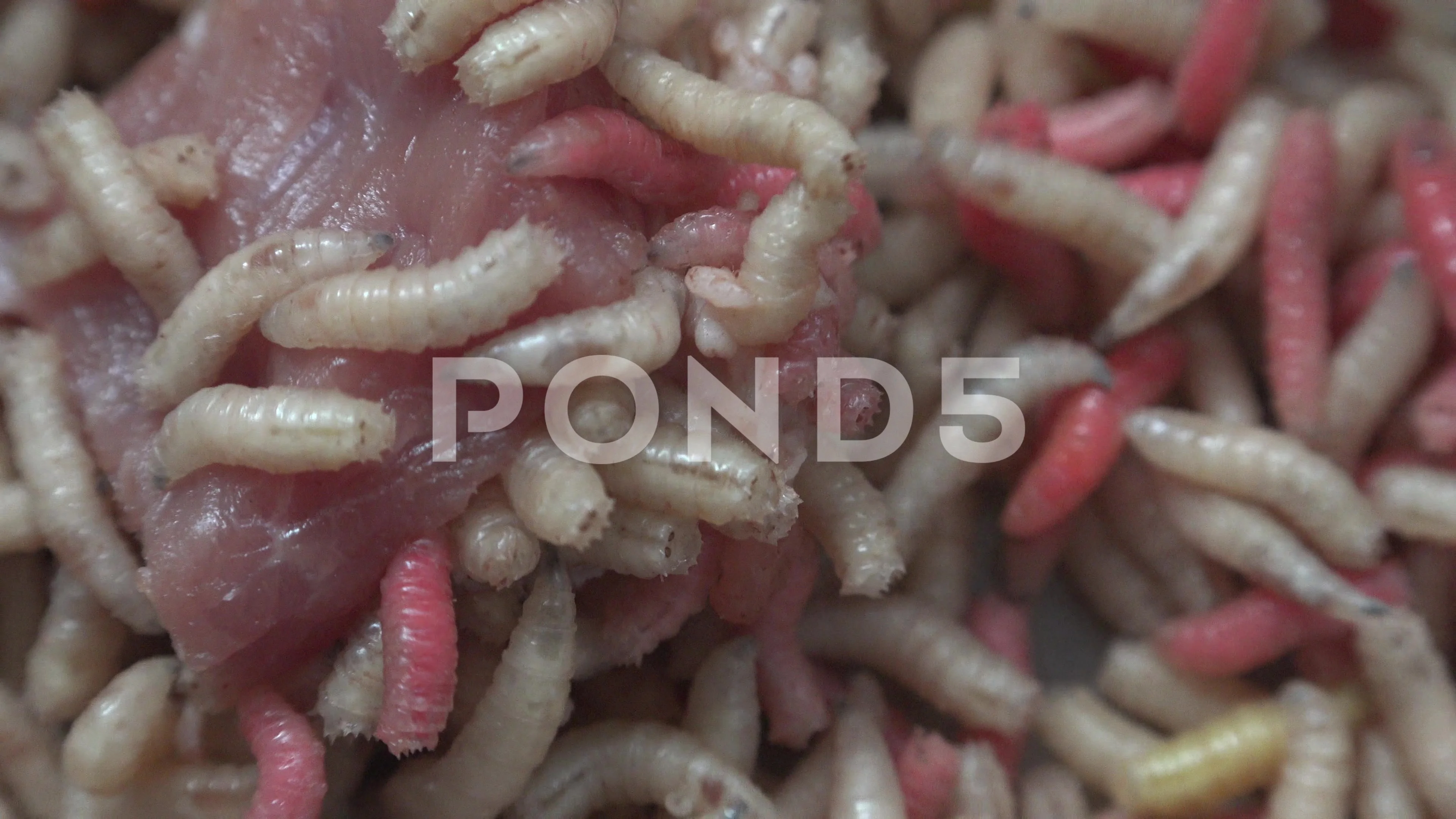 Maggots with meat. Fat insect larvae,lar, Stock Video