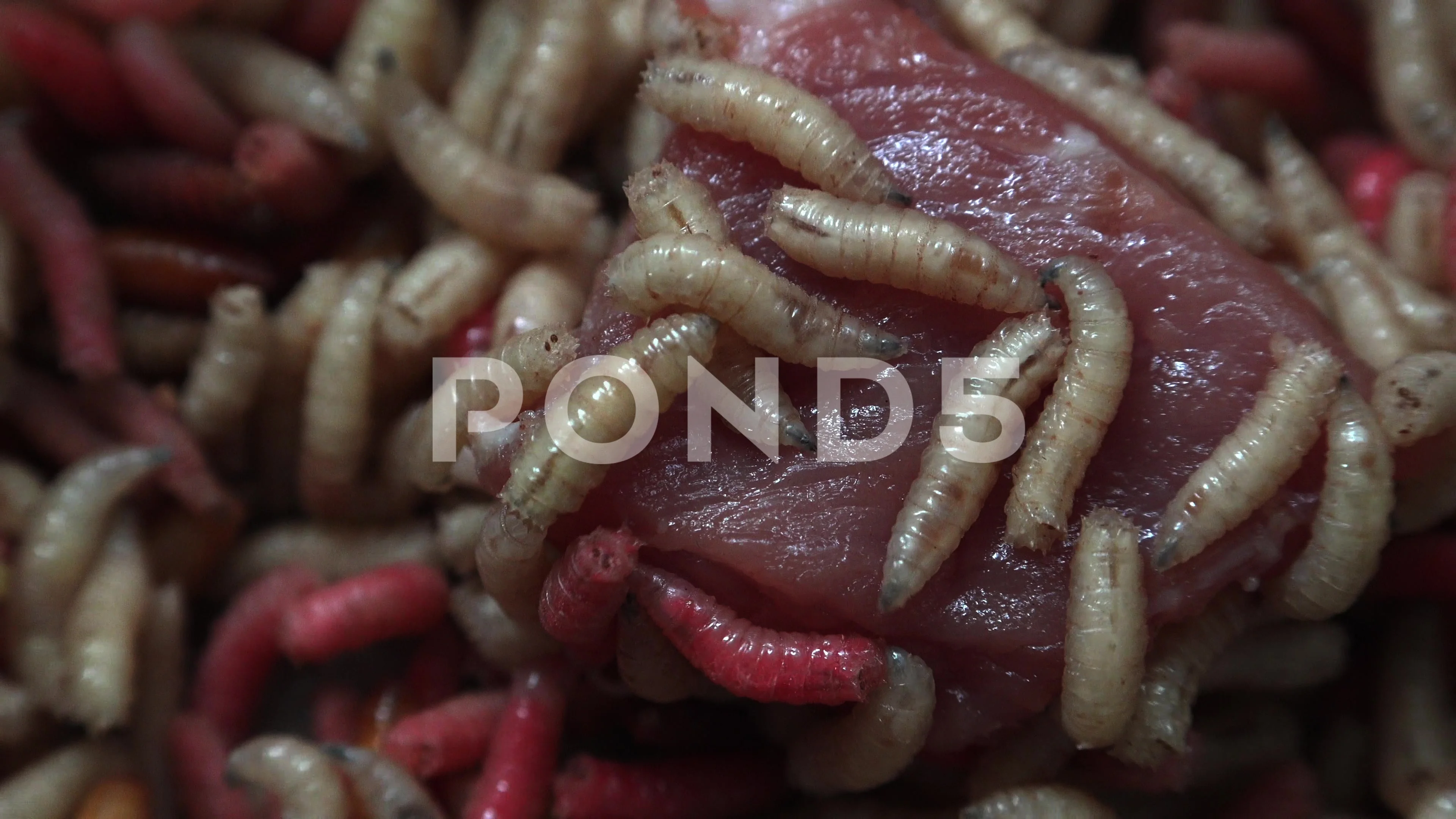 Maggots with meat.Fat insect larvae,larv, Stock Video