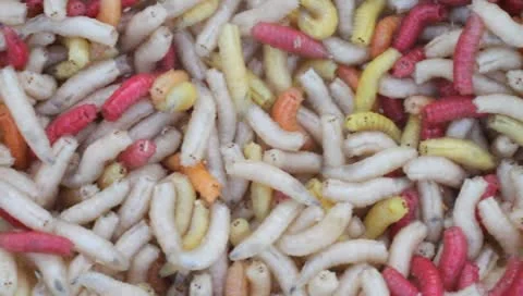 Maggots (NTSC / 29,97 fps) Vídeos de archivo 8973338