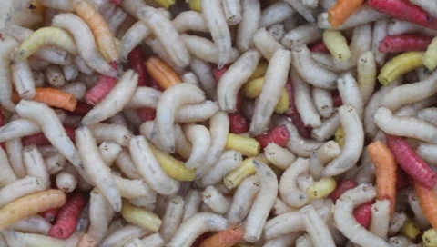 Maggots (PAL / 25 fps) Vídeos de archivo 8973303