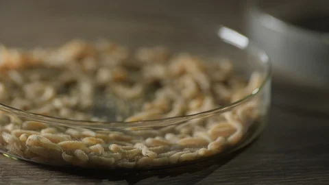 Maggots in a petri dish in the laboratory Stock Footage 126833281