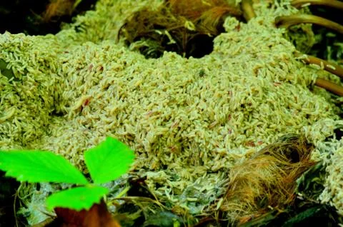 Maggots Stock Photos