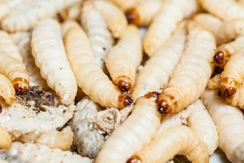 Maggots Stock Photos