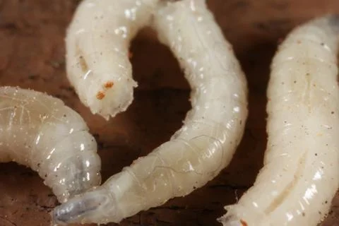 Maggots Stock Photos